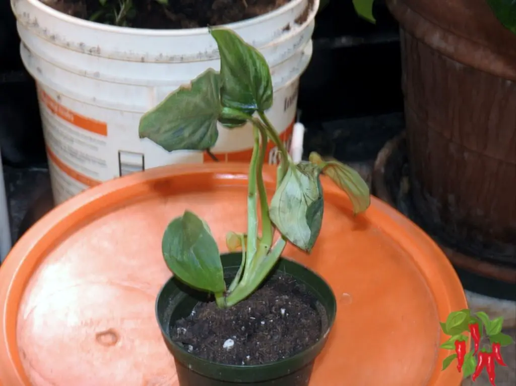 My Philodendron plowmanii packing removed