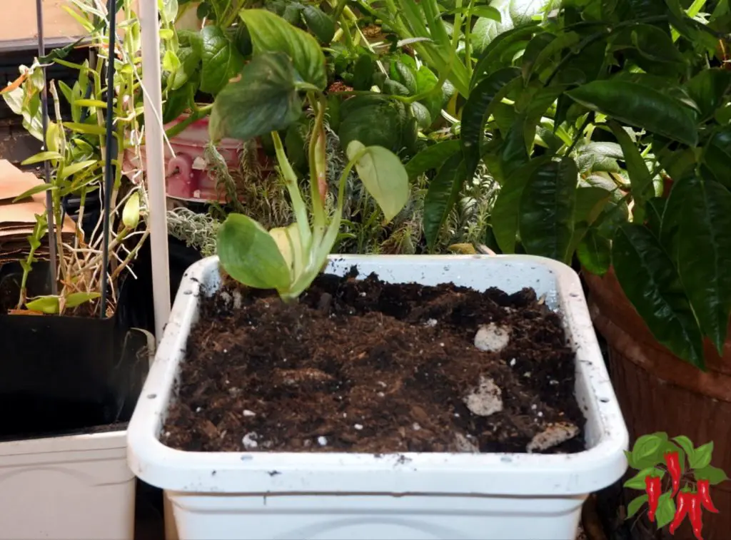 Philodendron plowmanii Care