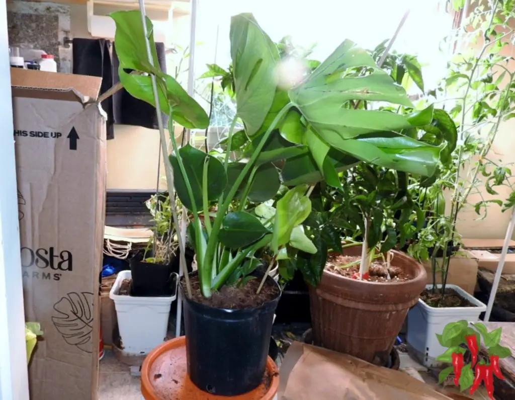 Top 25 Easy Beginner Houseplants - Monstera Deliciosa