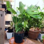 Top 25 Easy Beginner Houseplants - Monstera Deliciosa