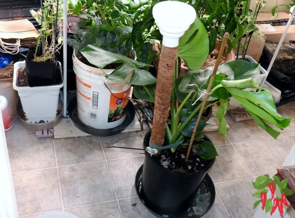 Adding a Monstera Support Pole