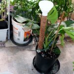 Adding a Monstera Support Pole