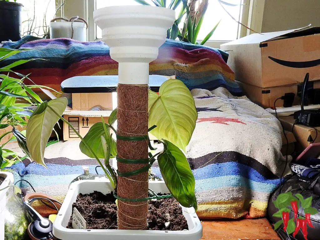 How To Grow Philodendron Glorious - Young Glorious tied to pole sprouting a new leaf