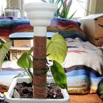 How To Grow Philodendron Glorious