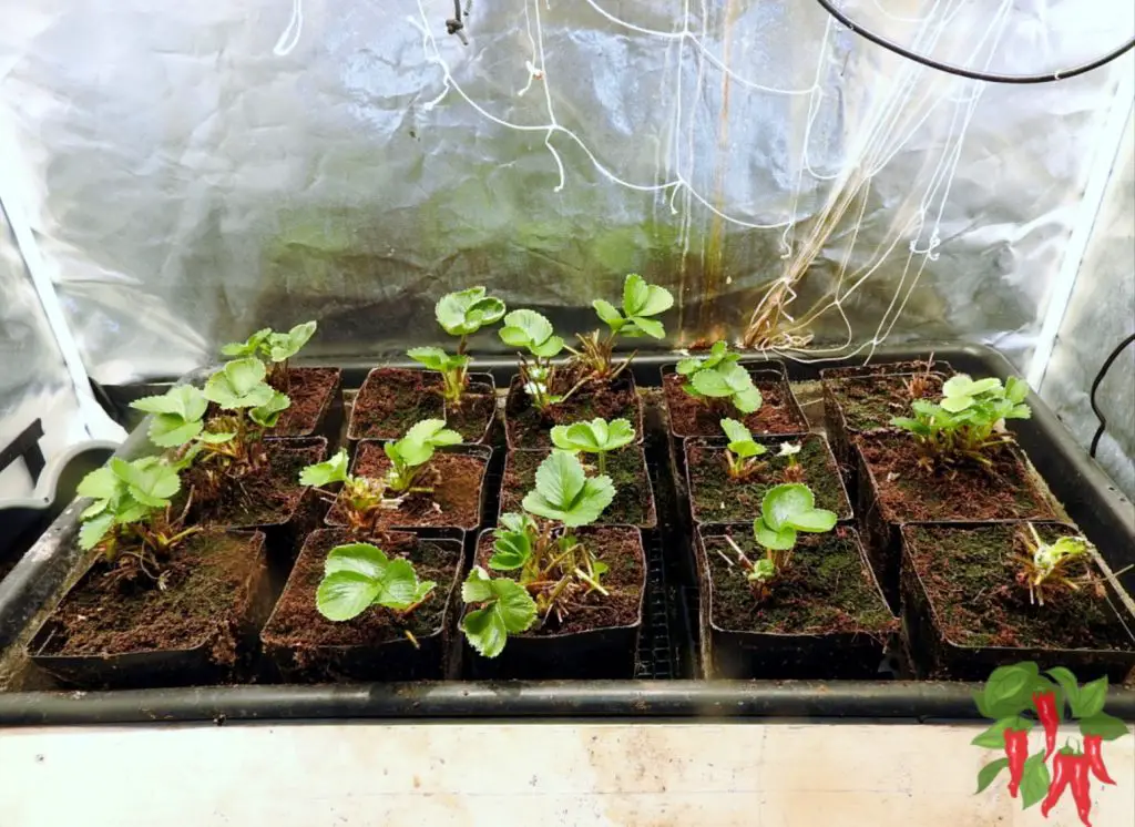 Seascape Hydroponic Strawberries Replant Week 1