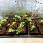 Seascape Hydroponic Strawberries Replant Week 1