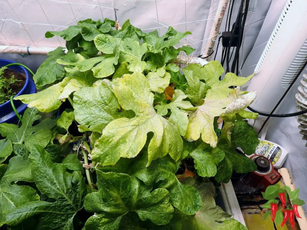 Squash Mosaic Virus