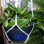 Philodendron Brasil Care: Complete Brasil Philodendron Guide