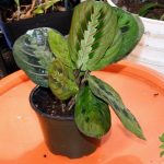 How To Care for a Prayer Plant: Easy Prayer Plant Care Indoors