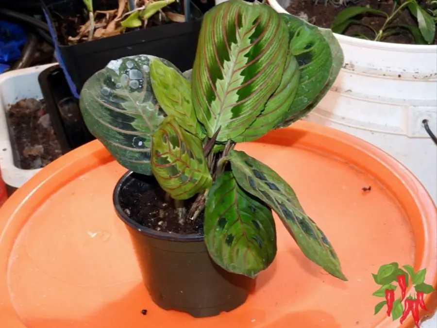 How To Care for a Prayer Plant: Easy Prayer Plant Care Indoors