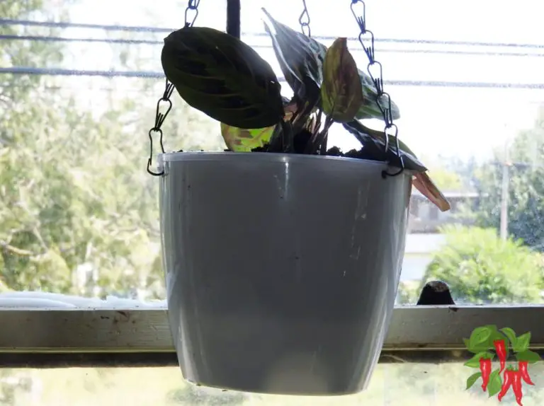 How To Care for a Prayer Plant: Easy Prayer Plant Care Indoors - Stay ...