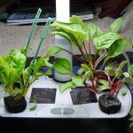 How To Grow Swiss Chard In An AeroGarden