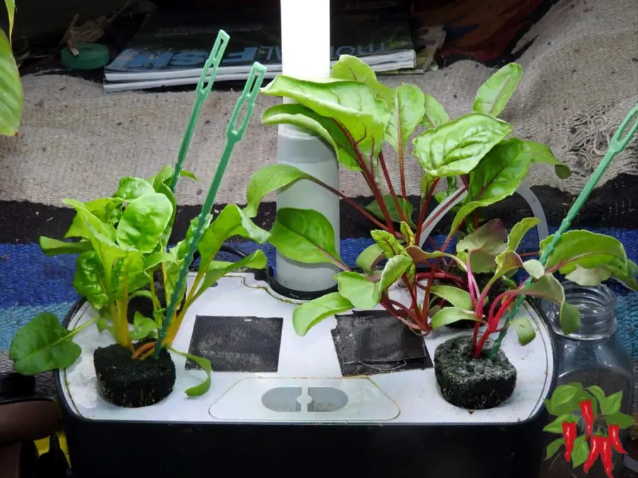 How To Grow Swiss Chard In An AeroGarden