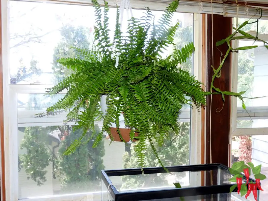 Boston Fern in Hanging Self Watering Planter