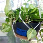 Variegated Heartleaf Philodendron Care: Easy Tips and Tricks