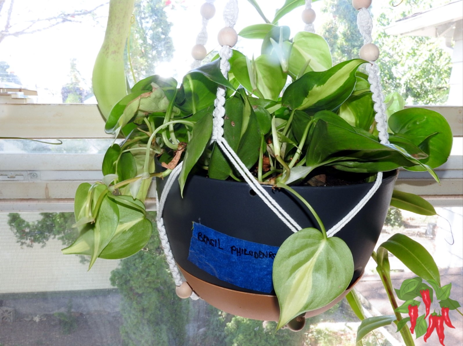 Variegated Heartleaf Philodendron Care: Easy Tips and Tricks