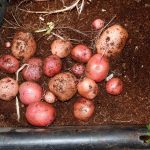 Growing Red Potatoes in Containers