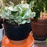 N'Joy Pothos Care