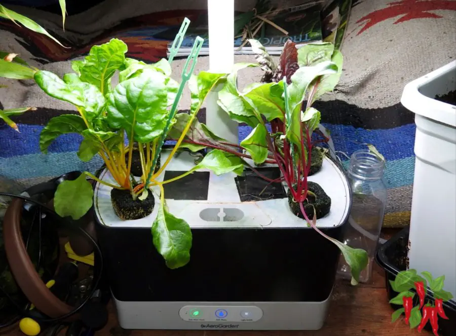 Rainbow Swiss Chard Week 3