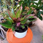 Red Aglaonema Care