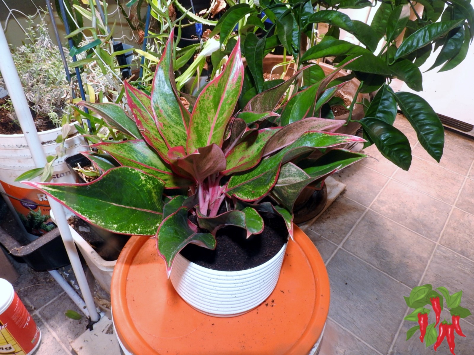 Red Aglaonema Care