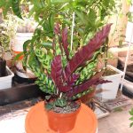 Caring For Rattlesnake Plant