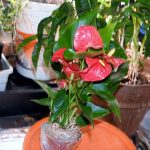 Red Anthurium Plant Care