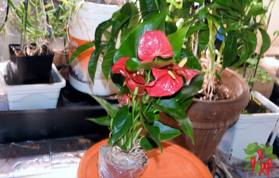 Red Anthurium Plant Care