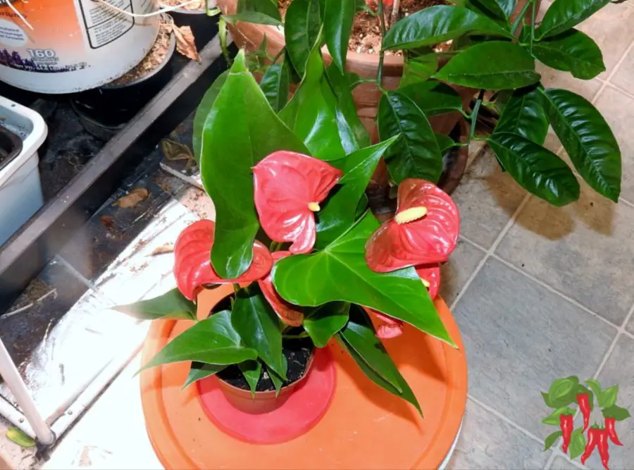 How to Take Care of Anthurium Plants Indoors