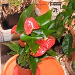 Red Anthurium Plant Care