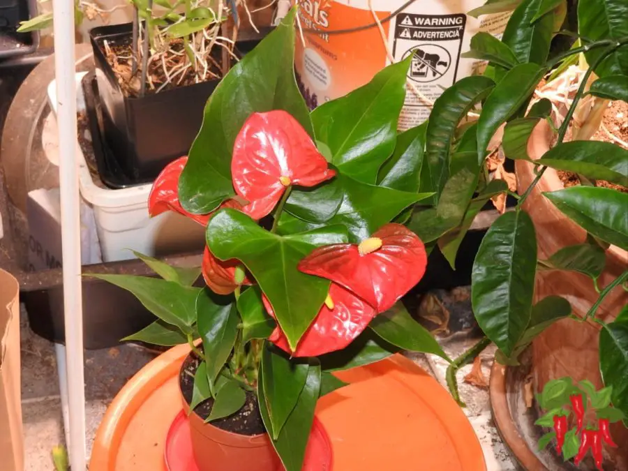 Red Anthurium Plant Care