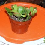 Indoor Jade Plant Care