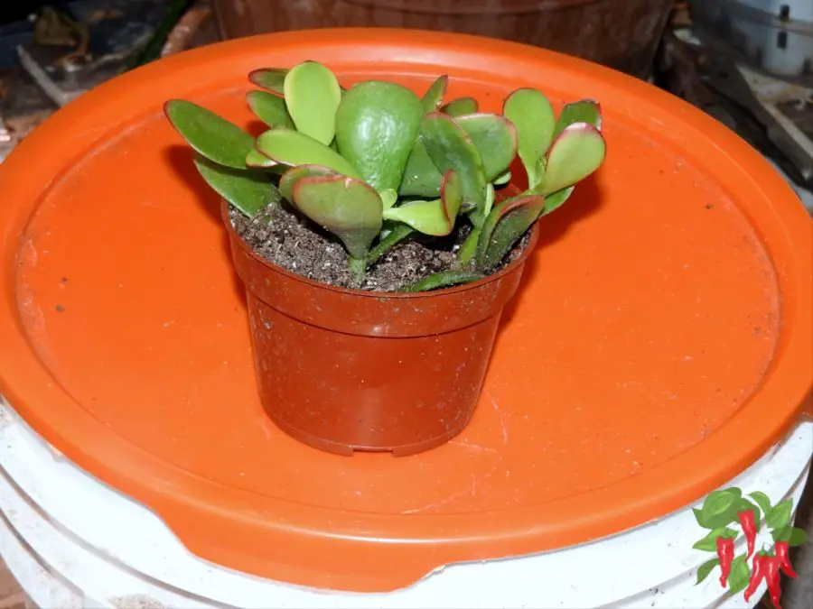 Indoor Jade Plant Care