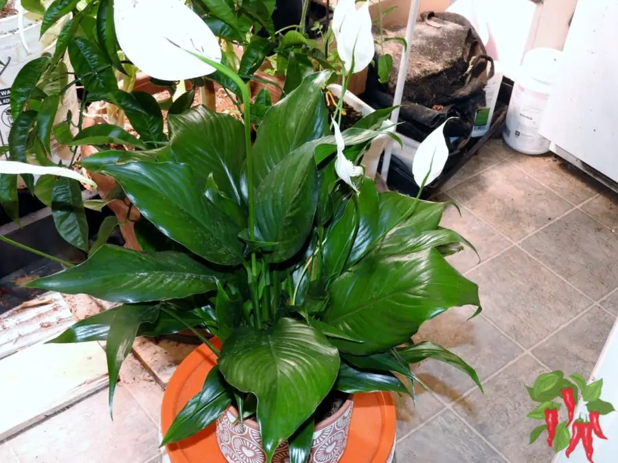 Peace Lily Easy Care Houseplant for Beginners 