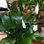 How To Care for a Peace Lily Indoors