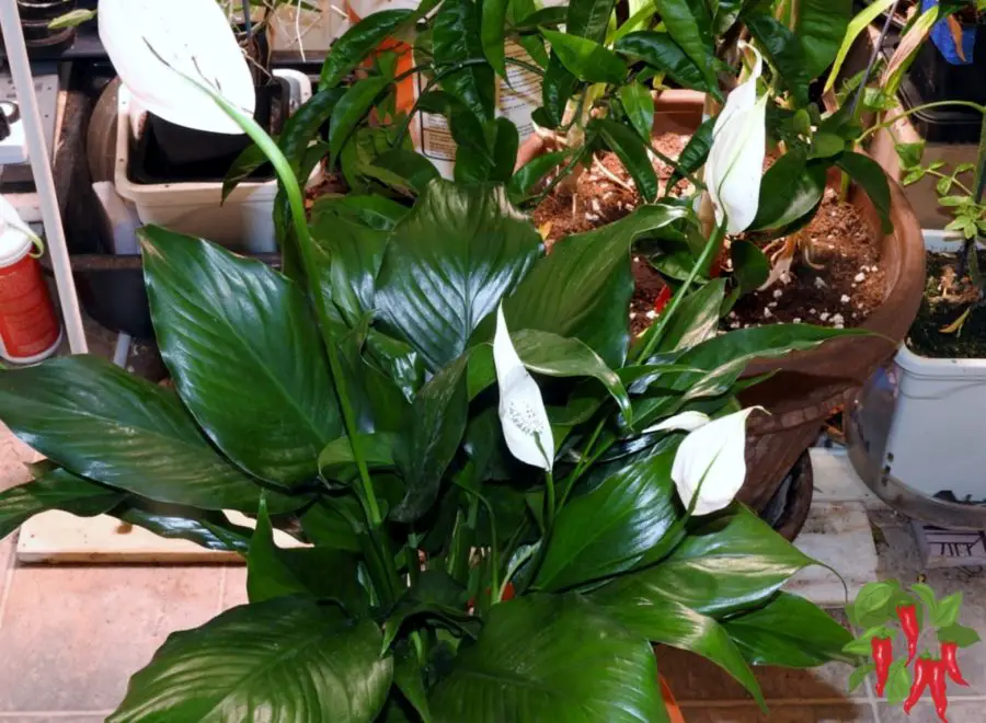 How To Care for a Peace Lily Indoors