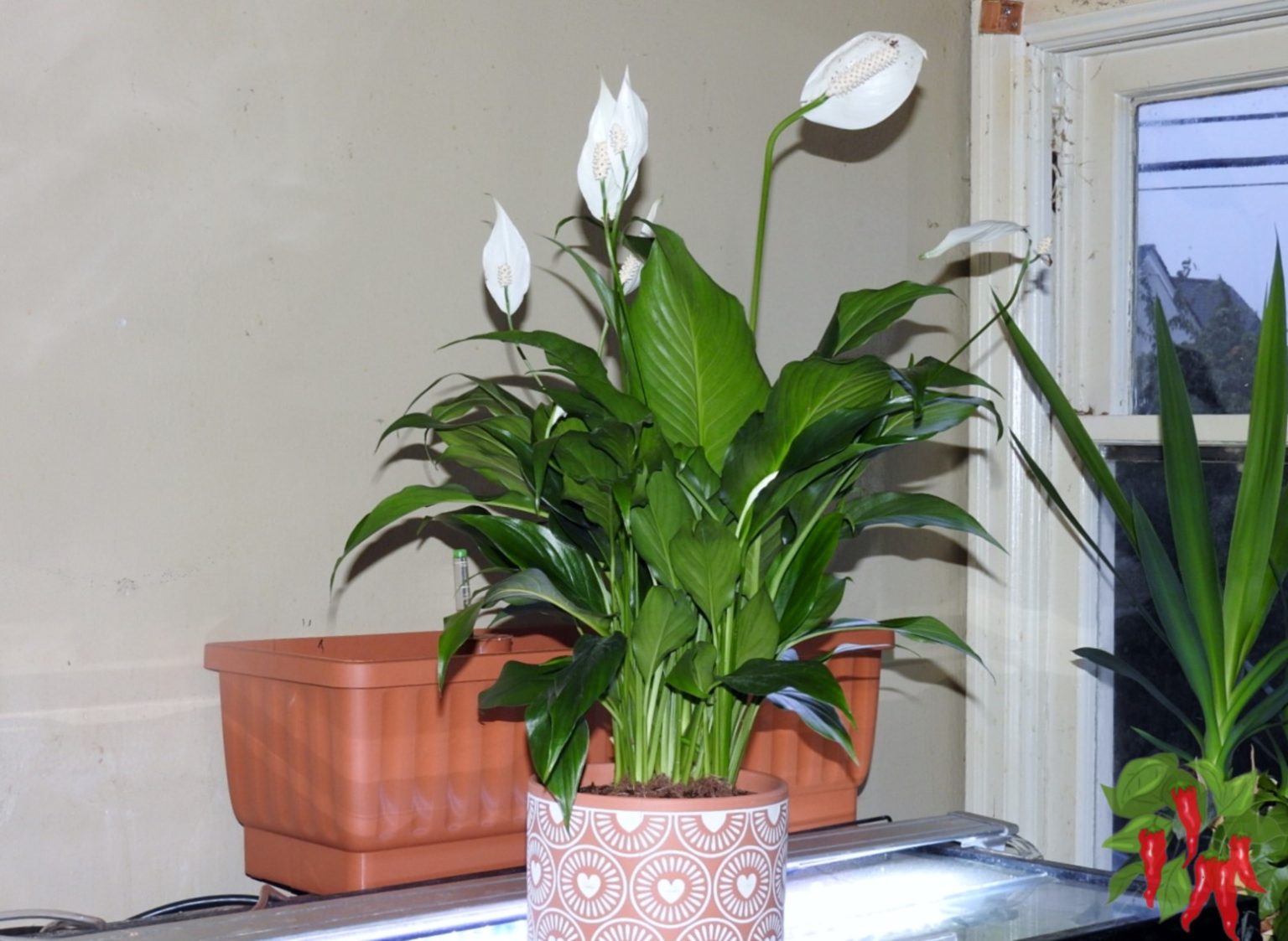 How To Care for a Peace Lily Indoors Easy Beginners Guide Stay Green