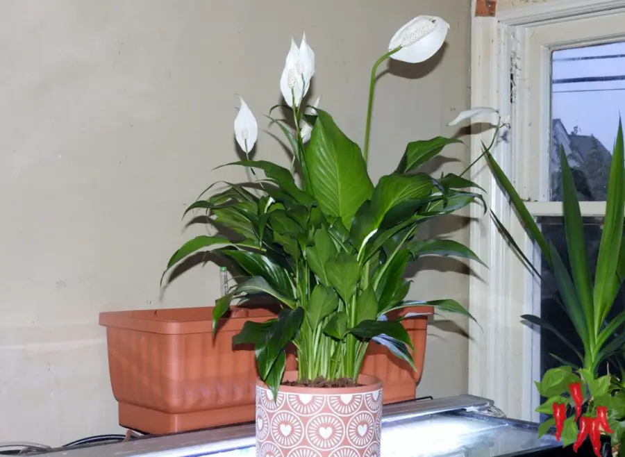 Peace Lily Indoor Houseplant