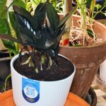 Raven ZZ Plant Care: Complete Zamioculcas zamiifolia Guide