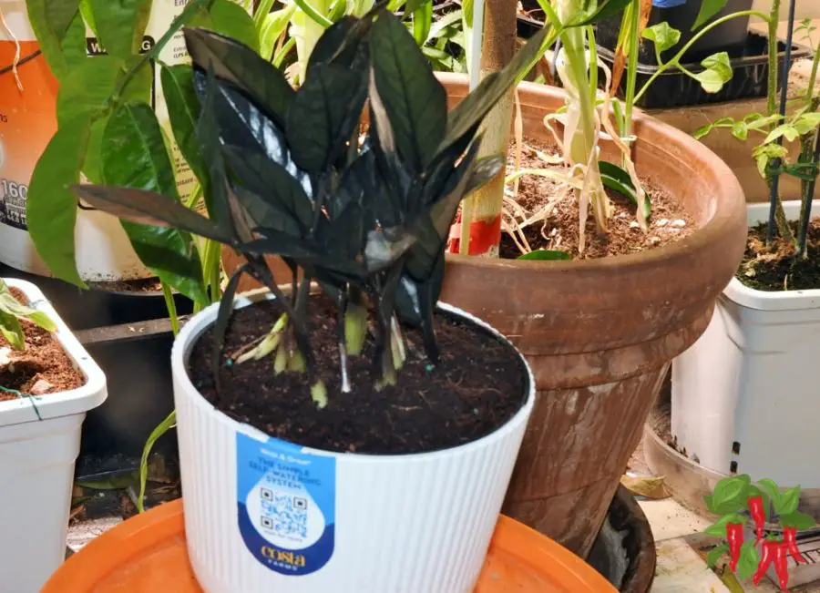 Raven ZZ Plant Care: Complete Zamioculcas zamiifolia Guide