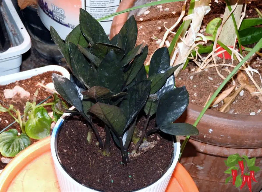 Black Raven ZZ Plant