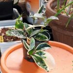 Hoya Krimson Queen Care: Easy Hoya carnosa Care Guide