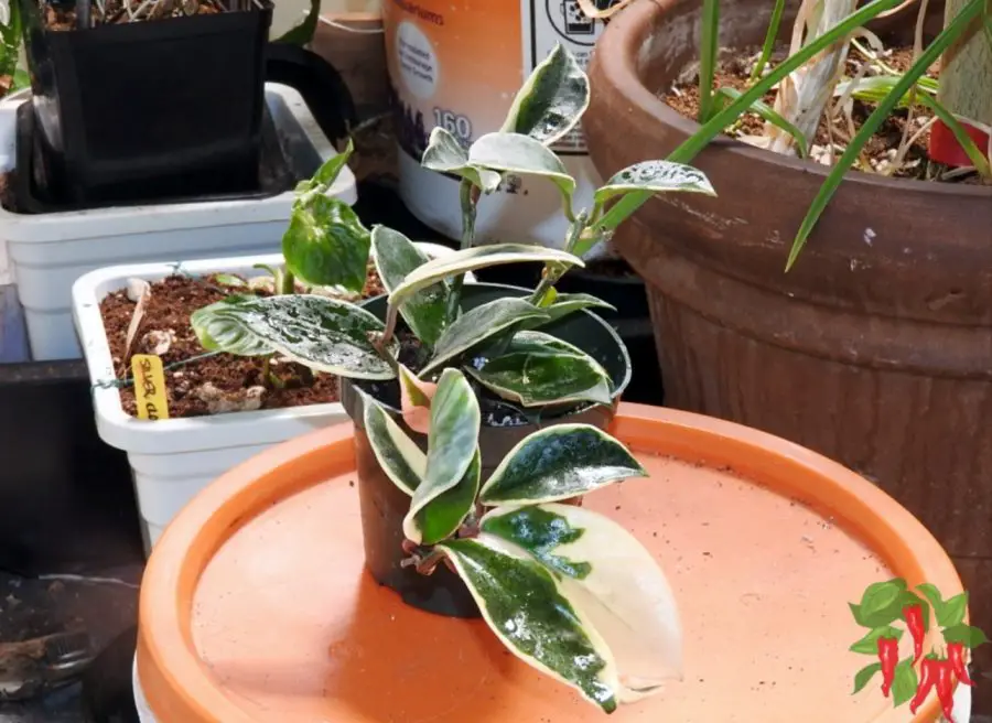 Hoya Krimson Queen Care: Easy Hoya carnosa Care Guide