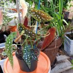 Polka Dot Begonia Care: Easy Begonia maculata Care Tips