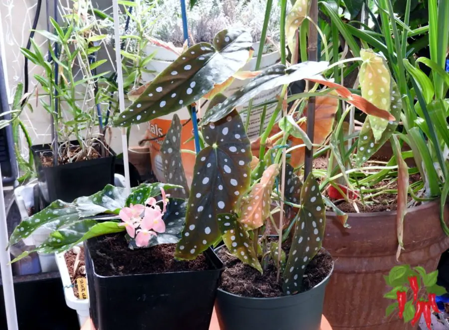 Begonia Flamingo Queen- Begonia maculata side by side