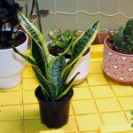 How To Grow Snake Plant: Sansevieria trifasciata Care Guide