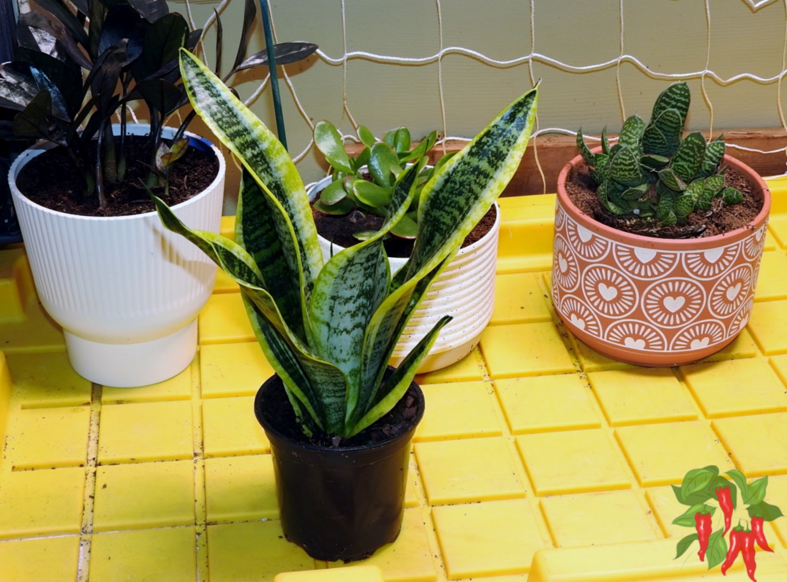 How To Grow Snake Plant: Sansevieria trifasciata Care Guide