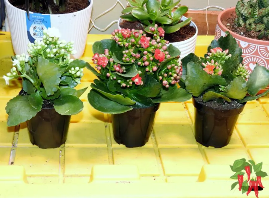 Indoor Kalanchoe Success Tips