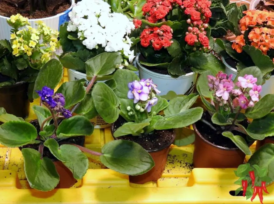 How To Care for African Violets - African Violet Care Indoors