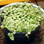 Peperomia prostrata String of Turtles